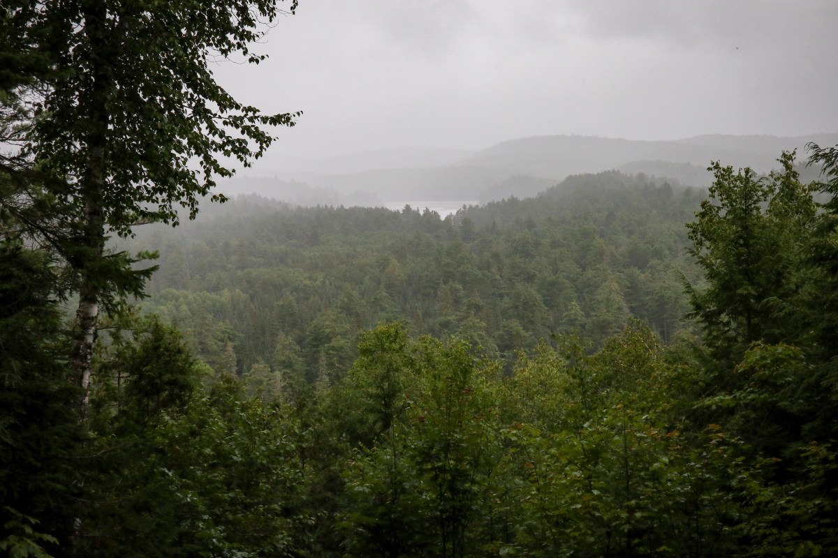 Wald in den&nbsp;Lungen